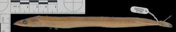 Media type: image;   Ichthyology 160350
